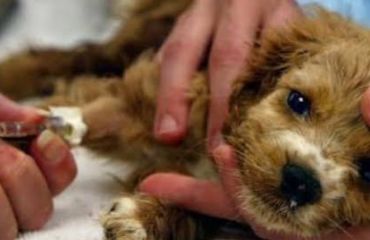 Parvoviroza canină: cum o prevenim și de ce fiecare zi contează
